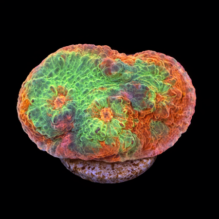 Chalice Frag (Ong. 2-3 cm) WYSIWYG (1785328374800)