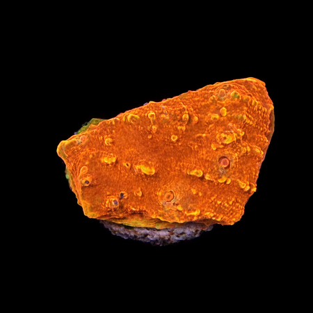 Chalice Frag (Ong. 2-3 cm) WYSIWYG (1785328375856)