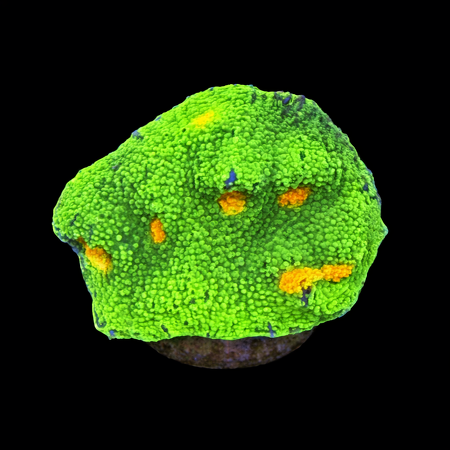 Chalice Frag (Ong. 2-3 cm) WYSIWYG (1785328376578)