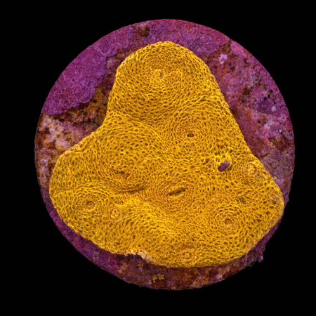 Chalice Frag (Ong. 2-3 cm) WYSIWYG (1785328377725)