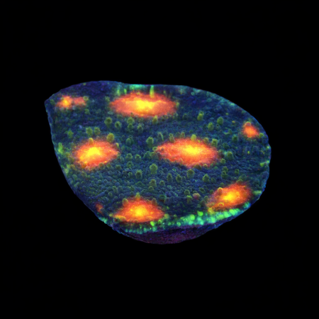 Chalice Frag (Ong. 2-3 cm) WYSIWYG (1786381770963)