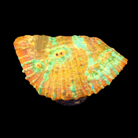Chalice Frag (Ong. 2-3 cm) WYSIWYG (1786381774469)