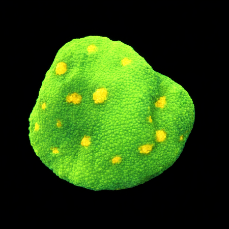 Chalice Frag (Ong. 2-3 cm) WYSIWYG (1786381788335)