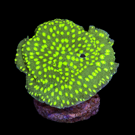 Chalice Lamellosa (Hollywood Stunner) Ultra WYSIWYG (1770926604856)