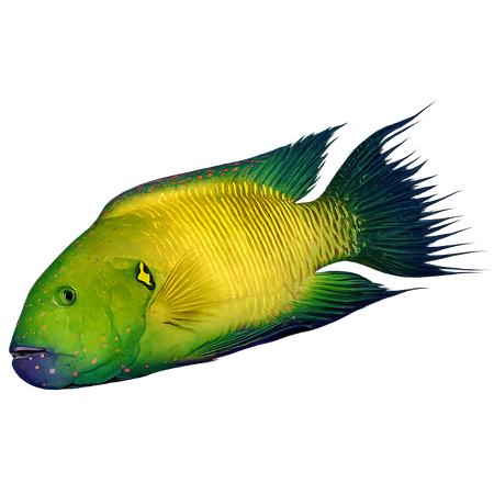 Cheilinus lunulatus (Broomtail wrasse)