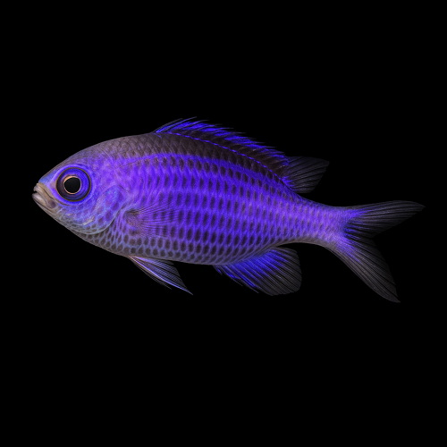 Chromis cyanea (Blue Chromis)