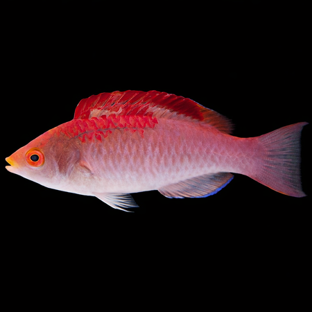 Cirrhilabrus adornatus (Adorned Wrasse)