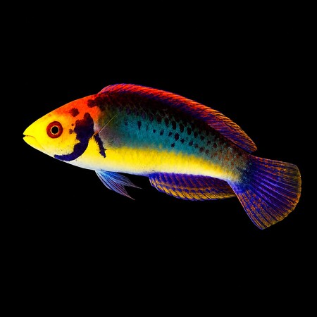 Cirrhilabrus aquamarinus