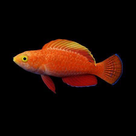 Cirrhilabrus cyanogularis (Blue-throated Fairy-wrasse)
