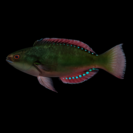Cirrhilabrus exquisitus (Exquisite Wrasse)