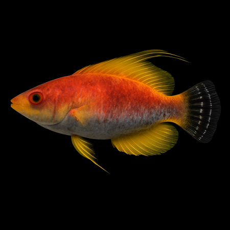 Cirrhilabrus filamentosus (De Whip-fin wrasse)