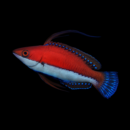 Cirrhilabrus rubeus (male) (Ruby Longfin Fairy Wrasse)