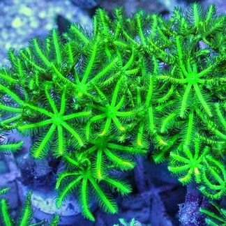 Clavularia spp (Ultra Neon Green) Frag (2-3 poliepen)