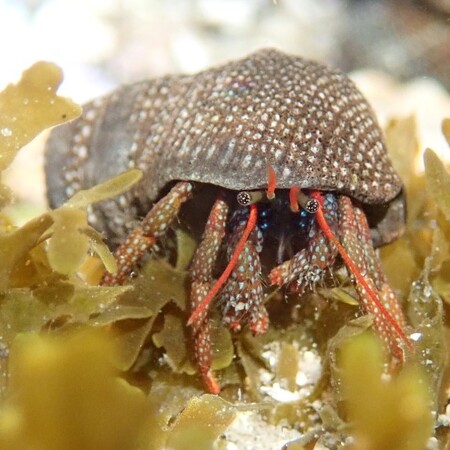 Clibanarius digueti (Blue Eye Hermit Crab)