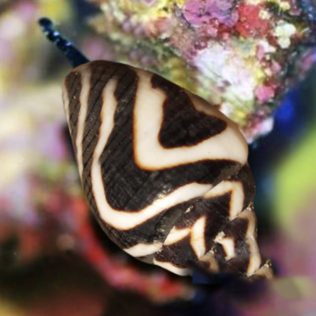 Columbella ocellata slak