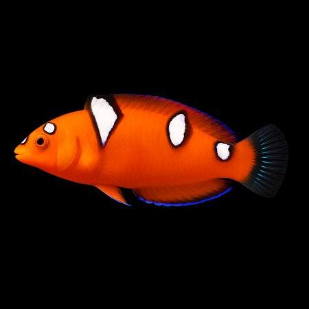 Coris gaimard (African Coris of Yellowtail Coris)