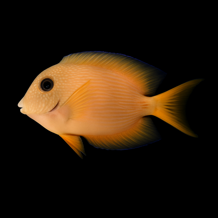 Ctenochaetus binotatus (Blue-eyed Bristletooth)