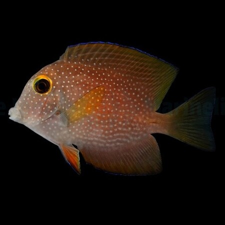 Ctenochaetus truncatus – Borstelneus Doktersvis