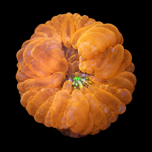 Cynarina Lacrimalis Ultra Red L (Ong. 8-9 cm) WYSIWYG (1771142166843)