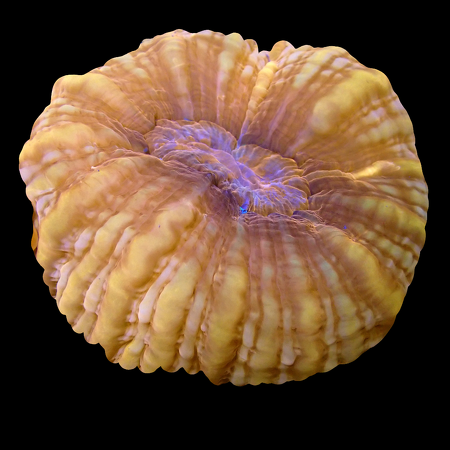 Cynarina Red WYSIWYG (1770547245049)