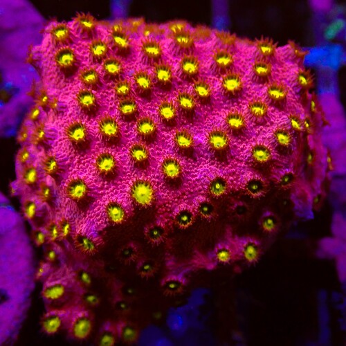 Cyphastrea Bling Bling Frag (Ong. 2-3 cm)