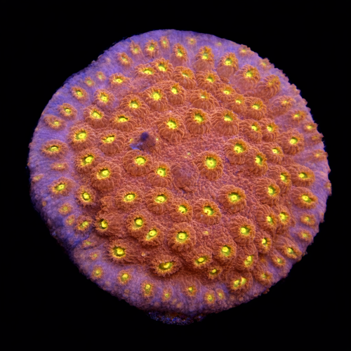 Cyphastrea Bling Bling Frag (Ong. 2-3 cm) WYSIWYG (1771138876626)