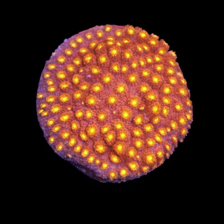 Cyphastrea Bling Bling Frag (Ong. 2-3 cm) WYSIWYG (1772913087088)