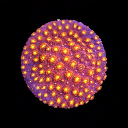 Cyphastrea Bling Bling Frag (Ong. 2-3 cm) WYSIWYG (1772913089951)
