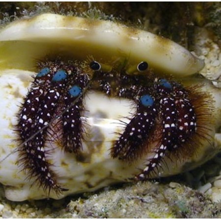 Dardanus Guttatus (Blue-knee Heremietkreeft)