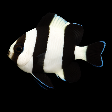 Dascyllus melanurus