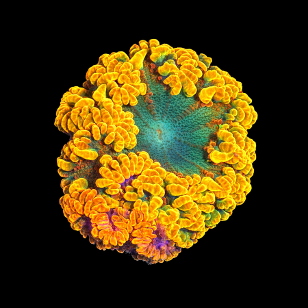 Epicystis Crucifer Florida Master Grade Frag (Ong. 2-3 cm) WYSIWYG (1784487896107)