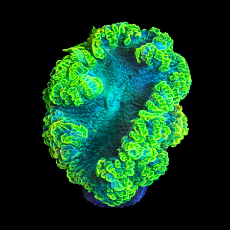 Epicystis Crucifer Florida Master Grade Frag (Ong. 2-3 cm) WYSIWYG (1784487900059)