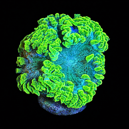 Epicystis Crucifer Florida Master Grade Frag (Ong. 2-3 cm) WYSIWYG (1784487901444)