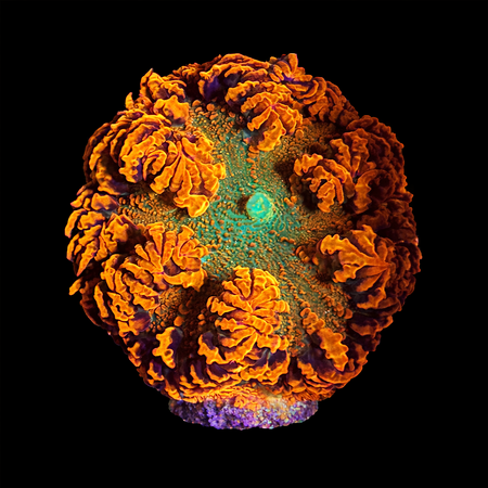 Epicystis Crucifer Florida Master Grade Frag (Ong. 2-3 cm) WYSIWYG (1784487902872)