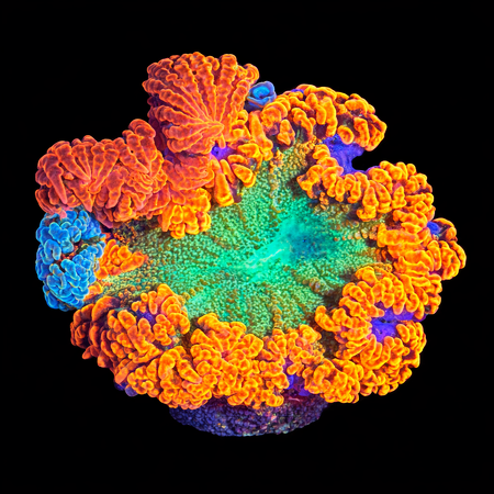 Epicystis Crucifer Florida Master Grade Frag (Ong. 2-3 cm) WYSIWYG (1784487908121)