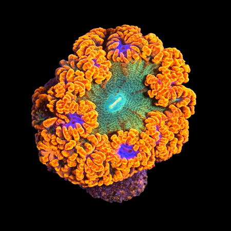 Epicystis Crucifer Florida Master Grade Frag (Ong. 2-3 cm) WYSIWYG (1784487913827)