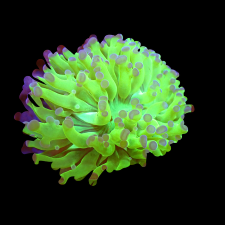 Euphyllia Frogspawn green/purple 1 head WYSIWYG (1770545432677)
