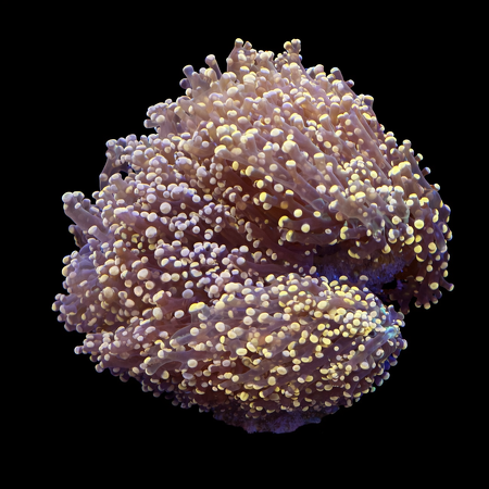  Euphyllia Frogspawn (Orange)  L (Ong. 8-9 cm) WYSIWYG (1771192618766)