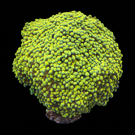 Euphyllia Paraancora Gold 24K XXL (Ong. 15+ cm) WYSIWYG (1784809789871)