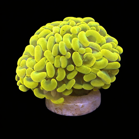 Euphyllia Paraancora Holy Grail