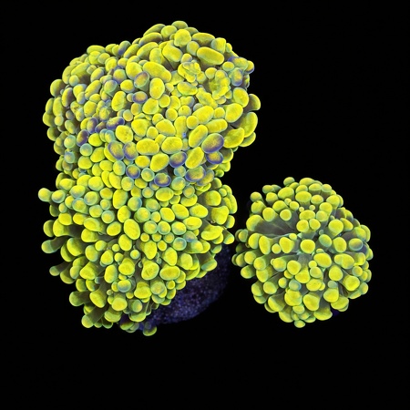 Euphyllia Paraancora Yellow/Gold L (Ong. 8-9 cm) WYSIWYG (1772913178144)