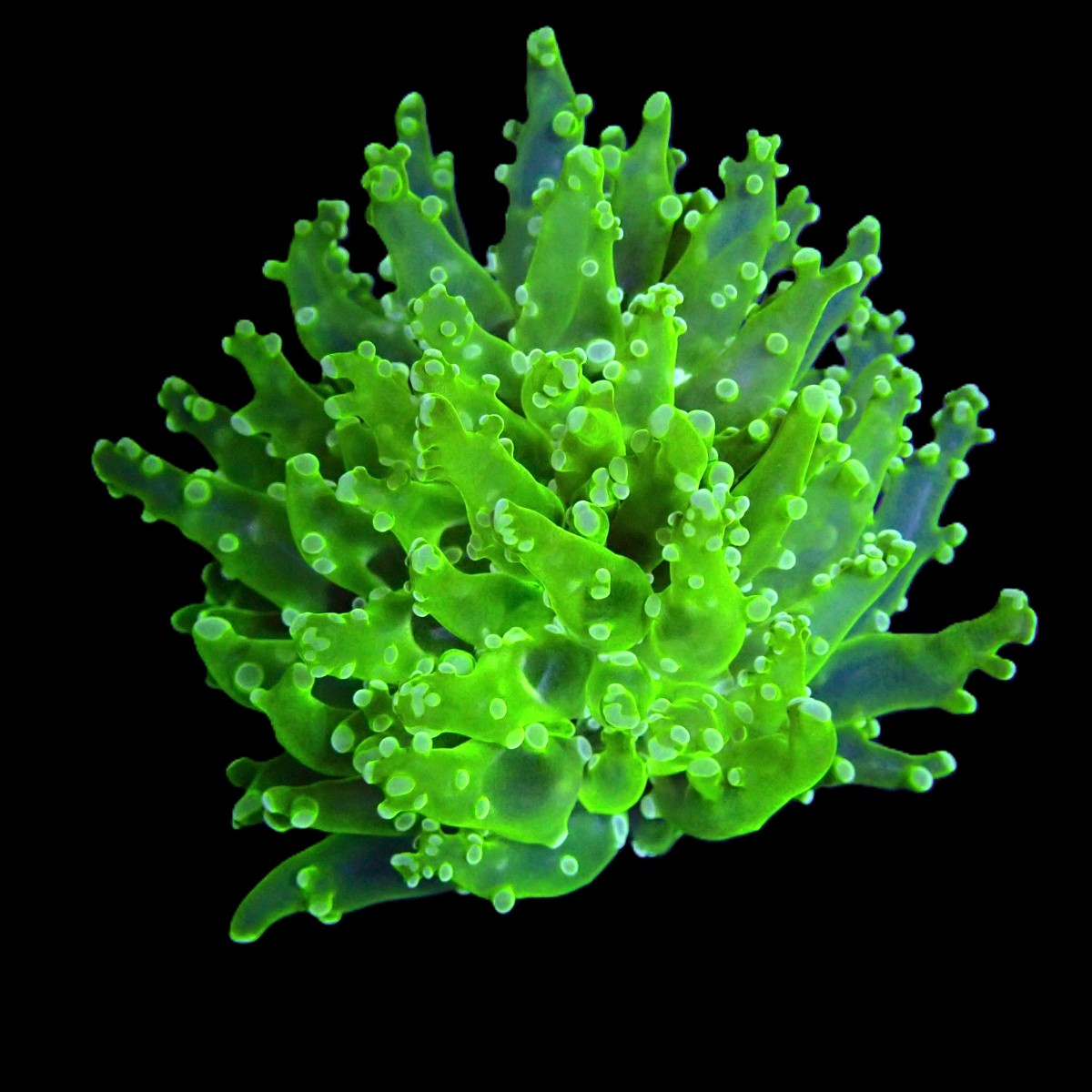 Euphyllia paradivisa (Green) (Ultra) DJM cultivation Frag