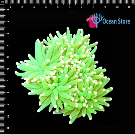 Euphyllia WYSIWYG