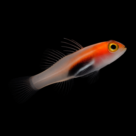 Eviota atriventris (Blackbelly dwarfgoby)