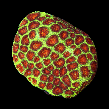 Favia red/green L (Ong. 8-9 cm) WYSIWYG (1783884223193)