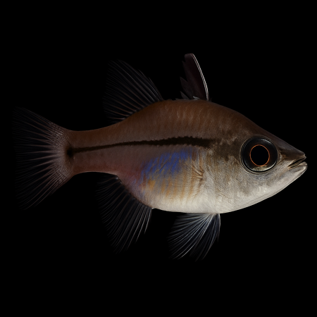 Fibramia amboinensis (Amboina Cardinalfish) - Tank Bred