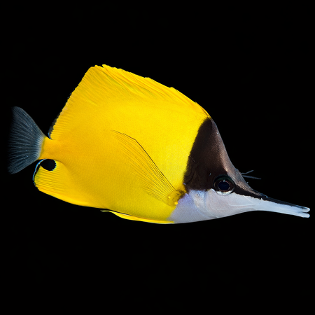 Forcipiger flavissimus (Gele Langsnuit Butterflyvis) S