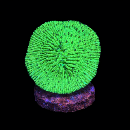 Funghia Ultra Green WYSIWYG (1770928335145)