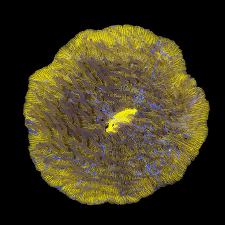 Fungia M (Ong. 6-7 cm) WYSIWYG (1784405124286)