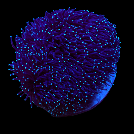 Galaxea Oculinidae Frag (Ong. 4-5 poliepen)